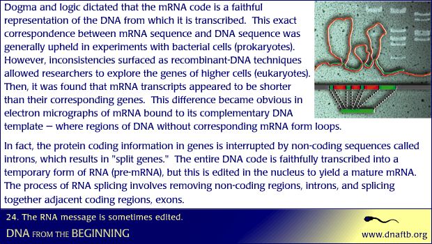 Concept 24: The RNA message is sometimes edited. :: CSHL DNA Learning Center