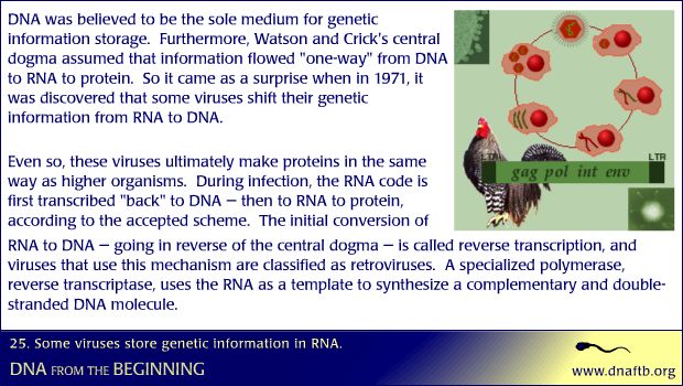 Concept 25: Some viruses store genetic information in RNA. :: CSHL DNA  Learning Center