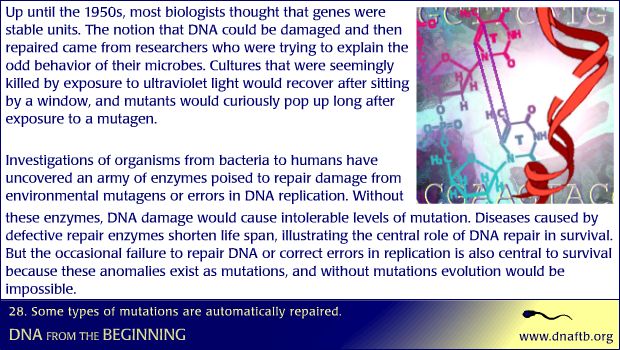 Concept 28: Some types of mutations are automatically repaired. :: CSHL ...