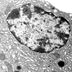 Gallery 30: An electron micrograph of a mouse liver cell