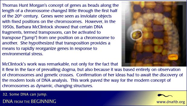 Concept 32: Some DNA can jump. :: CSHL DNA Learning Center