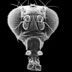 Gallery 37: Normal Drosophila Head, electron micrograph