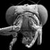 Gallery 37: Antennapedia Drosophila Head, electron micrograph