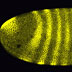 Gallery 37: Drosophila embryo showing the expression of hairy (yellow), a pair rule gene.