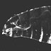 Gallery 37: Drosophila embryo highlighting the segments and body structure