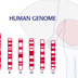 Animation 39: A genome is an entire set of genes.