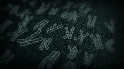 3D Animations - Chromosome 11 Flyover - CSHL DNA Learning Center