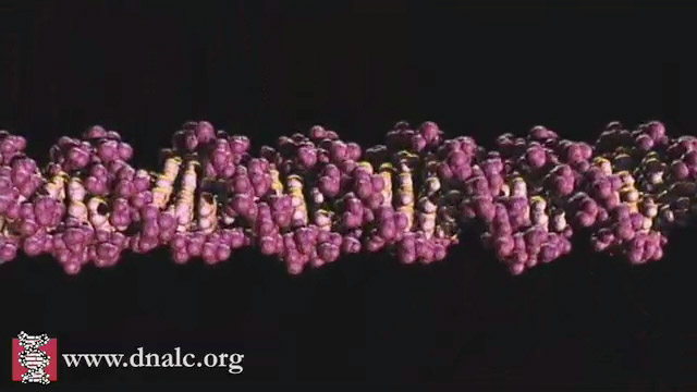 DNA Unzip