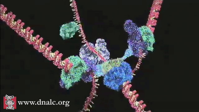 3D Animations - Replication: Mechanism of Replication (Advanced) - CSHL DNA  Learning Center