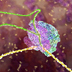 3D Animation of RNA Splicing