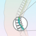 2D Animation of Intrathecal Drug Delivery for SMA