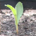 Time Lapse of Growing Maize Plants