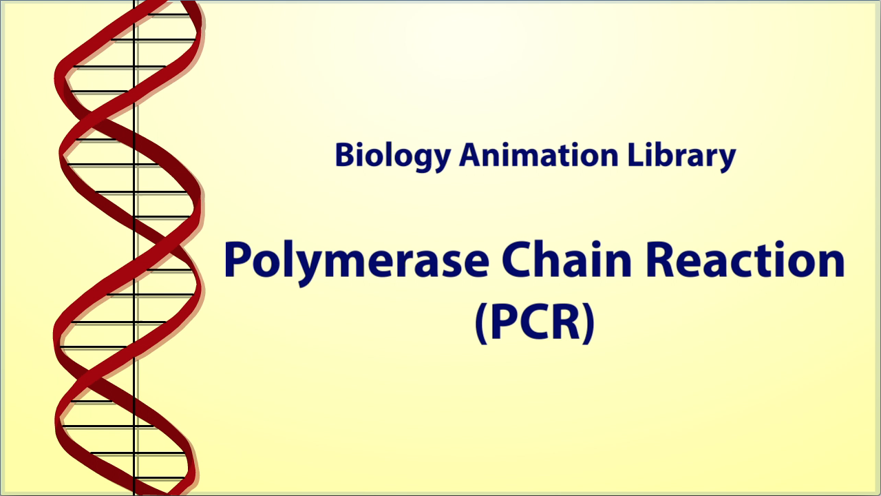 Polymerase Chain Reaction (PCR)" Biology Animation Library - CSHL ...